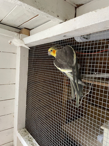 Cockatiels for sale