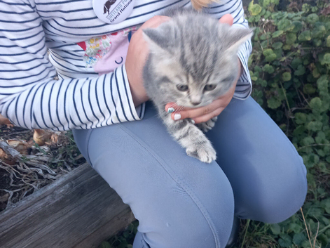 British shorthair cross