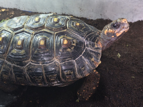 redfoot tortoise 11inch adult female