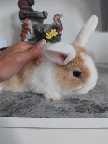 Baby lops 2 left now