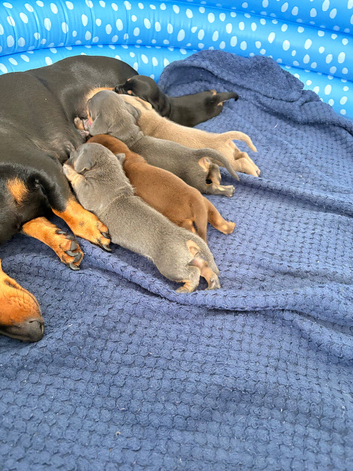 5 miniature dachshunds for sale