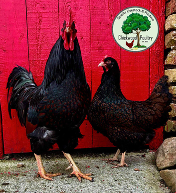 GOLD LACED BARNEVELDER HATCHING WGGS