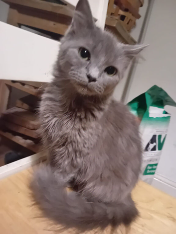 A 9 month old kittens.
