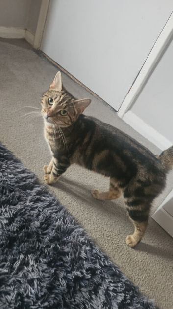 3 and half years old domestic short-haired tabby