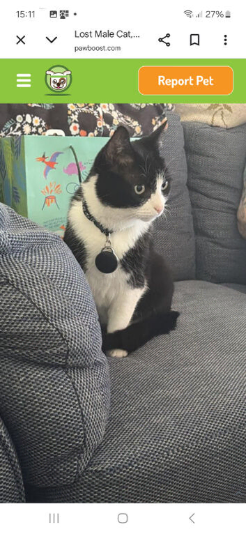 Missing Tuxedo Cat