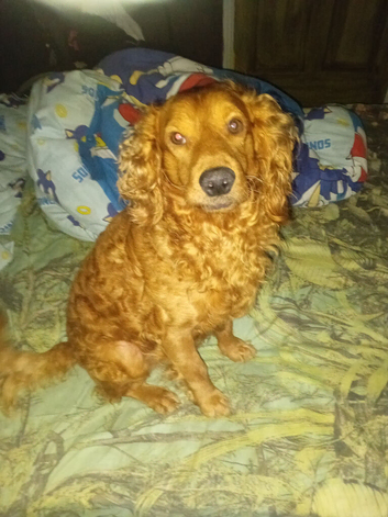 Red cocker spaniel