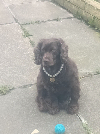 Springer spaniel for sale