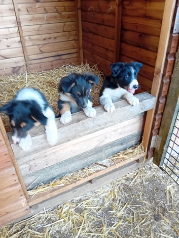Border Collie puppies ISDS