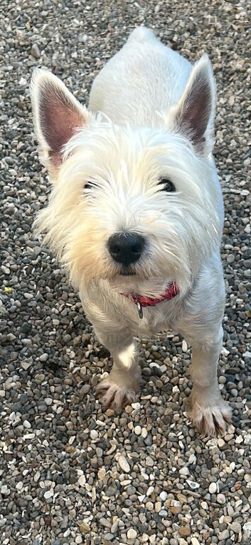 West highland Dixie