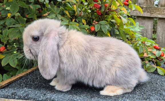 Mini lop babys ready now