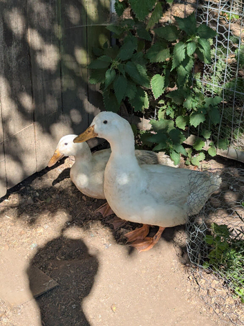 Trio of Cherry Valley Ducks