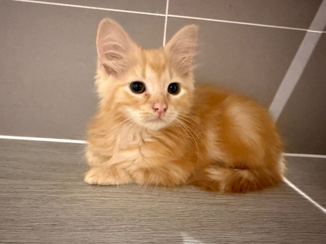 Half ragdoll orange kitten