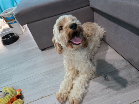 Female cockapoo