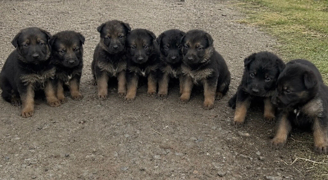 Beautiful German Shepard pups