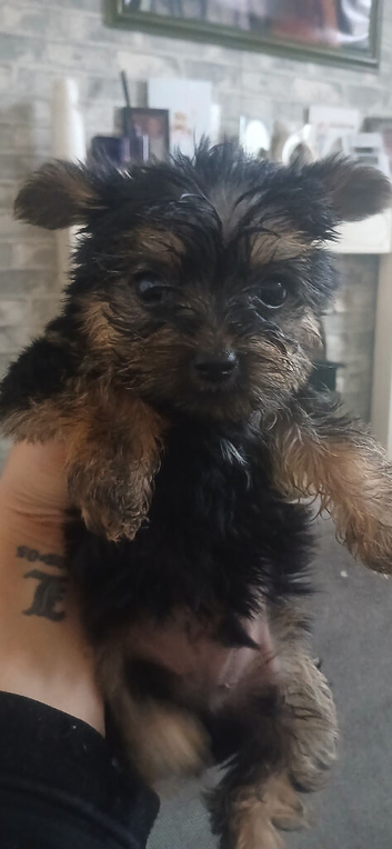 Toy yorkie Chihuahua