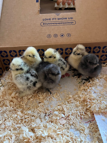 USA Bearded Day Old Silkie Chicks