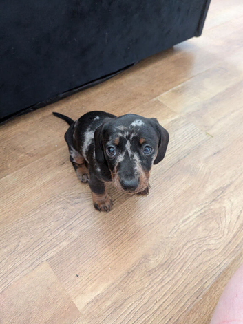 Miniature dachshunds puppies