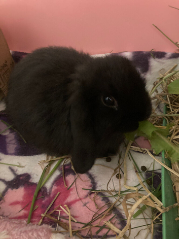 Mini lop doe black 8 weeks old and indoor set up including pen, tray, bedding and toys.
