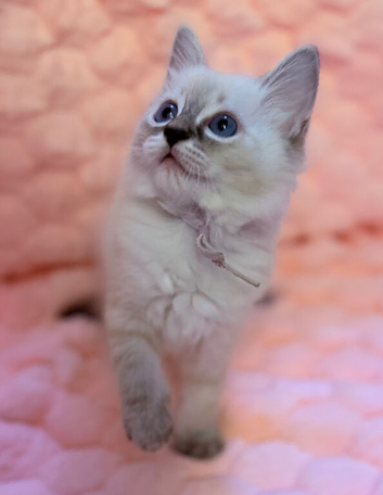 Exquisite Female Ragdoll Kittens