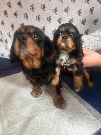 Stunning cavalier King Charles puppy