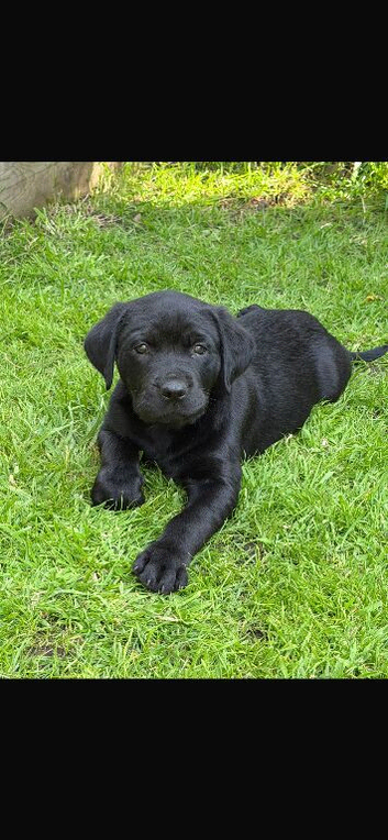 Rottweiler x Labradors