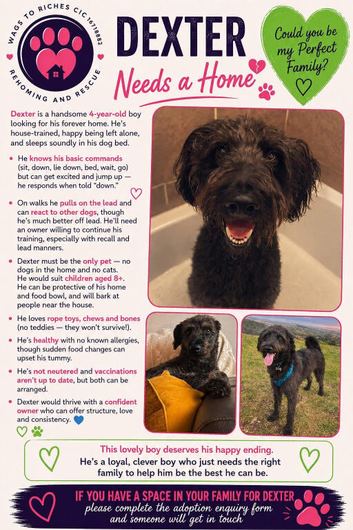 Dexter- Labradoodle