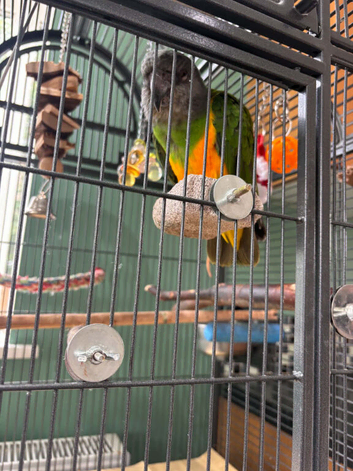 Senegal parrot