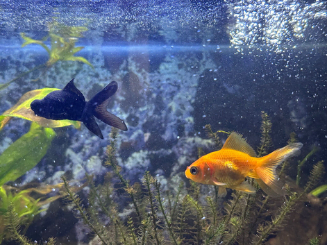 Gold fish and Blackmore &pound;15 together