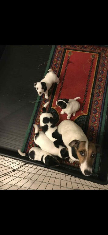 Jack russel puppys for sale