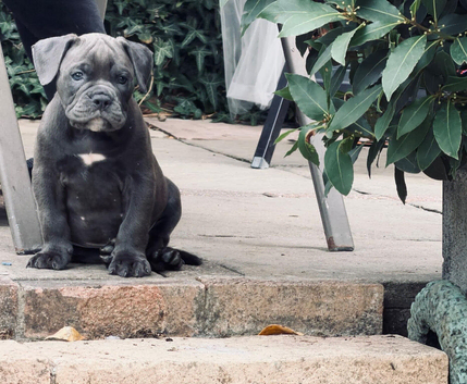 Old English bulldog puppy&rsquo;s ready to leave