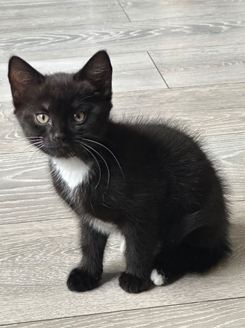 Kitten for sale