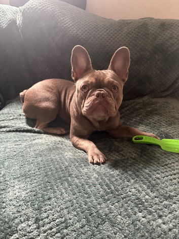 Bella