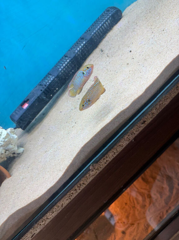 Breeding pair neon jewels