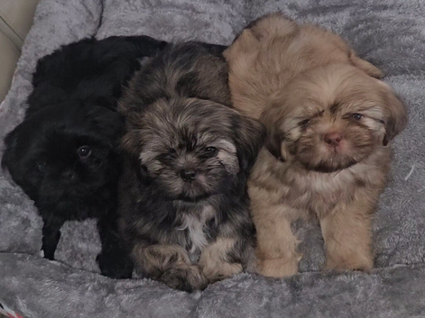 Imperial Shih Tzu Puppies
