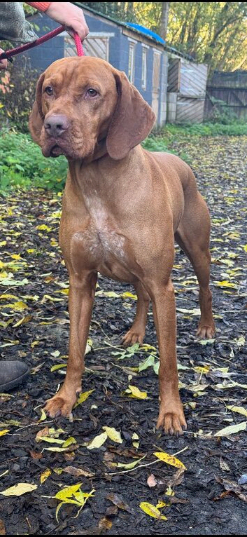 Male & female Hungarian vizslas