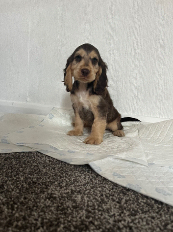 Cocker spaniel puppies