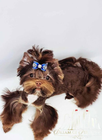 Chocolate male Yorkshire terrier