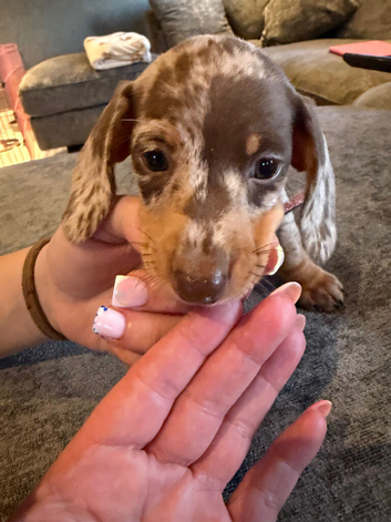2 miniature dachshunds