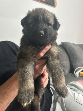 5 long hair German Shepard puppies 4 weeks and 2 days old