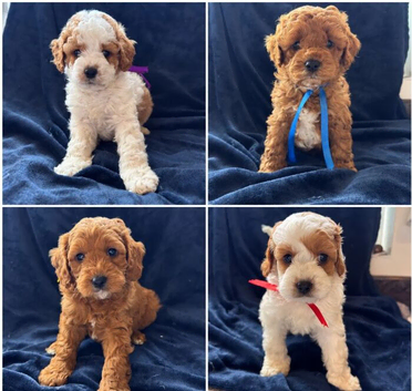F1b Cavapoo Puppies (Red)
