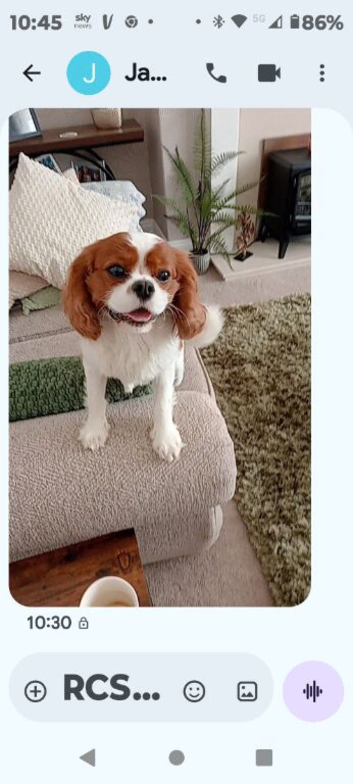Cavalier King Charles x Cockapoo