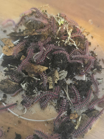 Pink Dragon Millepedes (Desmoxytes Planata)