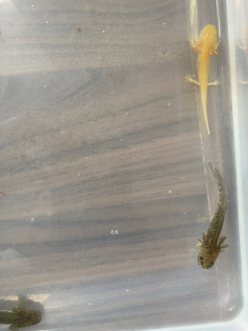 Gorgeous young axolotls for sale Lucy&rsquo;s, albinos, goldens abd wilds