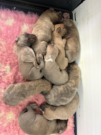 Beautiful blue/fawn brindle pups for sale