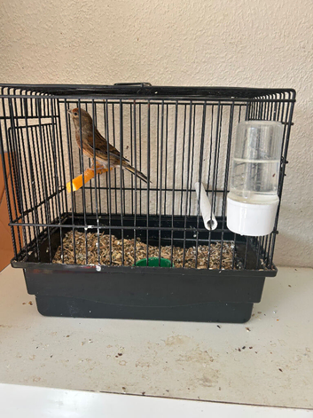 Linnet mule