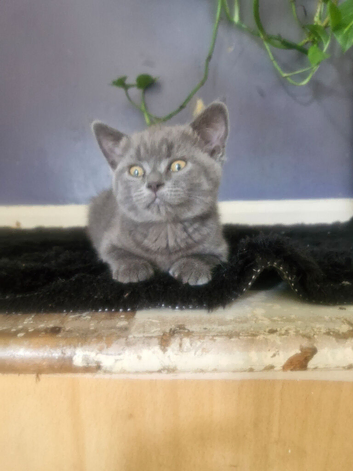 British short haired cross kittens for sale