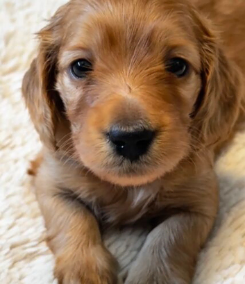 Long Haired Miniature Dachshund