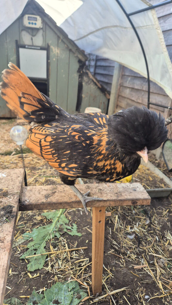 3 x 12 week old Polish Hens