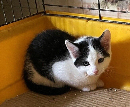 Farm Kitten ready to go