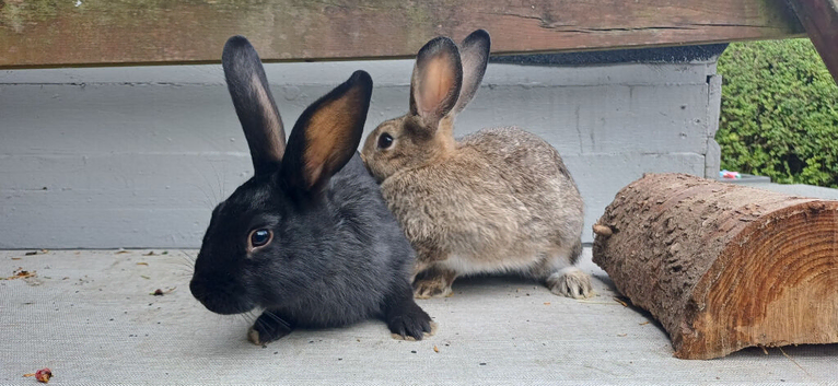 Rabbits 10 weeks old male. Black or Brown.